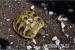 Griech. Schildkröten TH Boettgerie 2013 - Verkauf