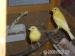 Kanarienvogel - Junge Kanarienvögel - Verkauf