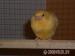 Kanarienvogel - Junge Kanarienvögel - Verkauf
