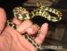 Morelia Spilota Chynei - Verkauf