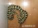 Morelia Spilota Chynei - Verkauf