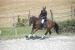 Deutsches Reitpony - Verkauf