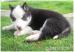 Sibirsky husky - Predaj