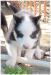 Sibirsky husky - Predaj