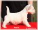 Westík - West Highland White Terrier - Prodej