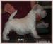 Westík - West Highland White Terrier - Prodej