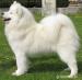 Samojed - štěňátka s PP - Prodej