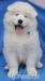 Samojed - štěňátka s PP - Prodej