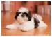 Shih Tzu - šteniatka ( shi-tzu,si-cu,si-tzu ) - Predaj