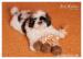 Shih Tzu - šteniatka ( shi-tzu,si-cu,si-tzu ) - Predaj