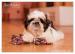 Shih Tzu - šteniatka ( shi-tzu,si-cu,si-tzu ) - Predaj