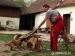Belgický ovčák malinois - štěňata - Prodej