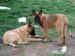 Belgický ovčák malinois - štěňata - Prodej