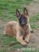 Belgický ovčák malinois - štěňata - Prodej