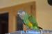 papoušek senegalský - Prodej