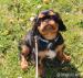 King Charles spaniel - Prodej