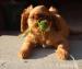 King Charles spaniel - Prodej