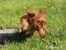 King Charles spaniel - Prodej
