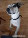 Daruji Jack Russel teriéra - Darování