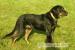 Beauceron - štěně - Prodej