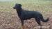 Beauceron - štěně - Prodej
