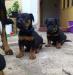 Beauceron - štěně - Prodej