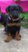 Beauceron - štěně - Prodej
