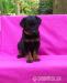Beauceron - štěně - Prodej