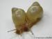 Achatina Immaculata, Iredalei - Prodej