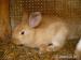 králiky - Predaj