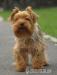 štěňátka yorkshire terrier - Prodej
