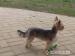 štěňátka yorkshire terrier - Prodej