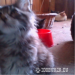 MaineCoon niczym psiak - Sprzedaż