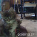 MaineCoon niczym psiak - Sprzedaż