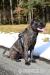 Bandog s PP (American Bandog Masif )  - Prodej