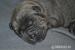 Bandog s PP (American Bandog Masif )  - Prodej