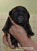 Bandog s PP (American Bandog Masif )  - Prodej