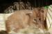 puchate kulki miałkunki - kocięta Maine coon - Sprzedaż