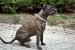 SPOOKY - pręgowany jedynak dogo canario - Podarunek