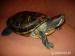 trachemys scripta elegans - Darovanie