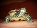 trachemys scripta elegans - Darovanie