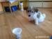 Nabízím štěně Jack Russell/Bišonek - Prodej