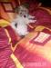Nabízím štěně Jack Russell/Bišonek - Prodej