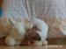 Nabízím štěně Jack Russell/Bišonek - Prodej