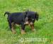 King charles spaniel s PP - Prodej