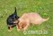 King charles spaniel s PP - Prodej