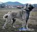 Kangal s PP - Predaj