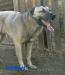 Kangal s PP - Predaj