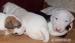 BULLTERRIER, BULLTERIER, BULTERIER - Prodej