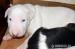 BULLTERRIER, BULLTERIER, BULTERIER - Prodej